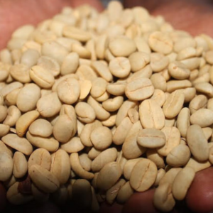 arabica_cofee_benas_shamrayan_enterprises_limited_uganda_coffee _exporters_AND_dealers (2)