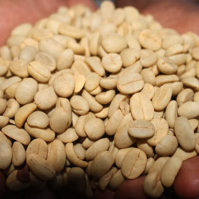 arabica_cofee_benas_shamrayan_enterprises_limited_uganda_coffee _exporters_AND_dealers (2)