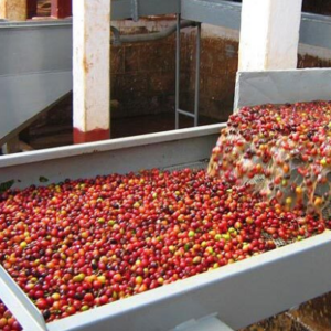 coffee_processing_services_by_shamrayan_enterprises_limited_uganda_coffee _exporters_AND_dealers