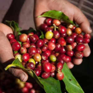 coffee_sourcing_services_by_shamrayan_enterprises_limited_uganda_coffee _exporters_AND_dealers