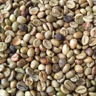 robusta_cofee_benas_shamrayan_enterprises_limited_uganda_coffee _exporters_AND_dealers (3)