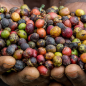 shamrayan_enterprises_limited_uganda